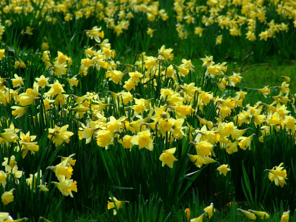 Blog-3---Daffodils